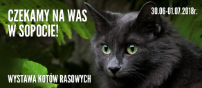 Wystawa kotów Sopot