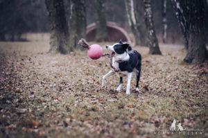 Aku-Jagna-Acana-Polska