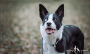 Aku-Jagna-Acana-Polska