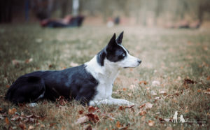 Aku-Jagna-Acana-Polska