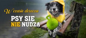 Jak spędzać jesienny czas z psem? Pomysły na atrakcyjne zabawy w domu.