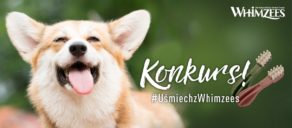 Konkurs na Instagramie Acana Polska. Uśmiech psa z gryzakami Whimzees