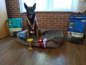 Axel Mister Acana Polska