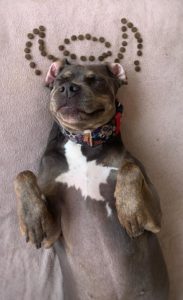 Jula Psia Miss Acana Polska