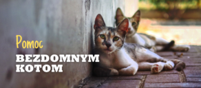 Jak pomóc wolno żyjącym kotom?