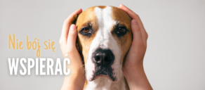 Sylwester z psem. Jak pomóc psu przetrwać sylwestra?