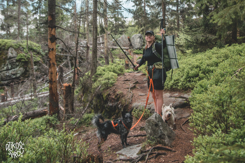 Podróżowanie z psem 