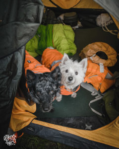 Podróżowanie z psami