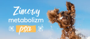 Zimowy metabolizm u psa