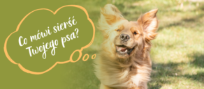 Co sierść psa mówi o jego zdrowiu?