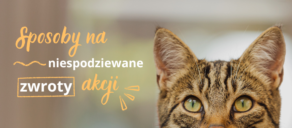 Dlaczego kot wymiotuje po jedzeniu?