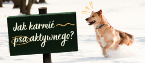 Jak karmić psa aktywnego? Poradnik