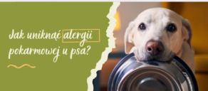Jak uniknąć alergii pokarmowej u psa - poradnik