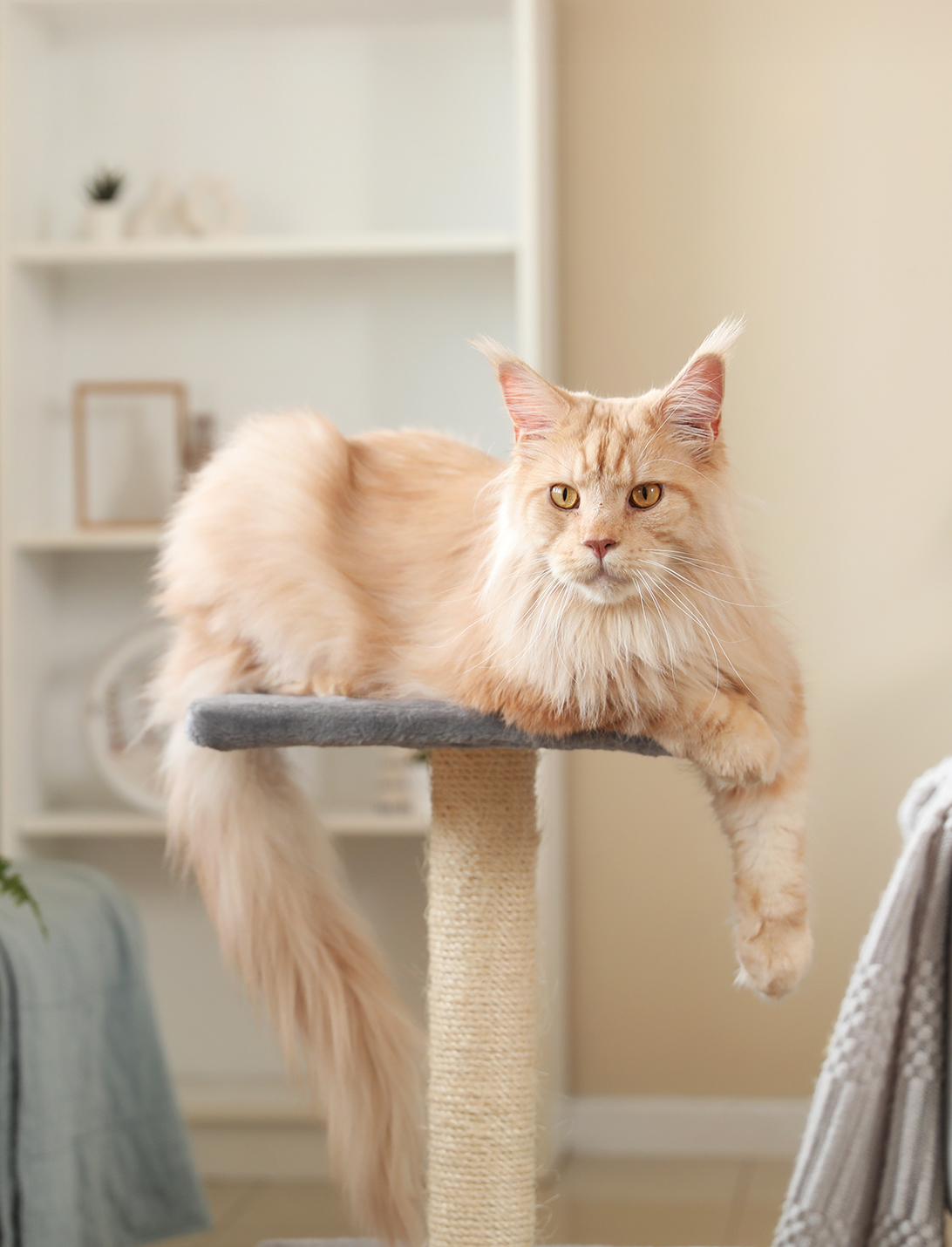 Maine Coon
