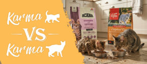 Czy karma dla kociąt musi być inna niż dla dorosłych kotów?